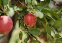 6 Indian apple varieties & its health benefits