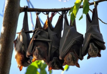 Why bats do not get infected by Covid, Ebola virus?