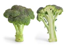 Broccoli may protect against inflammatory bowel disease: Study