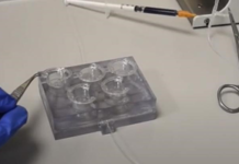 New 3D-printed chip to mimic effect of drug on body, end animal tests