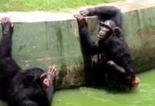 Apes tend to remember friends not seen for over 25 years: Study