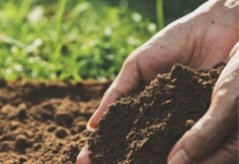 AI can help predict influence of microplastics on soil properties