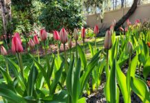 Pearls of Wisdom: Spring in Purnachhapar and The Mishra Garden