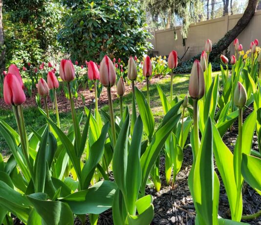 Pearls of Wisdom: Spring in Purnachhapar and The Mishra Garden