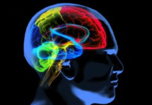 Polyglot’s brain works differently with native language: MIT study