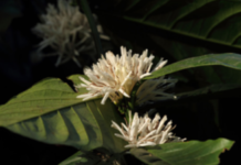 A coffee lover’s dream destinations