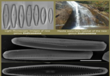Researchers discover new oxygen producing algae in river of Eastern Ghats
