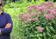 The Mishra Garden: My Experiment With Delawning My Garden: A Solution to Climate Change