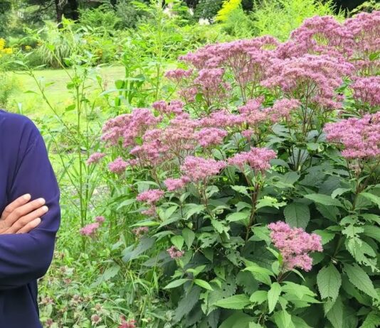 The Mishra Garden: My Experiment With Delawning My Garden: A Solution to Climate Change