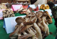 Eating 5 mushrooms a day may help combat heart disease, cancer