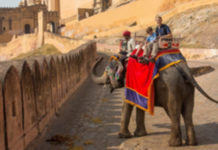 India 39th among 119 nations in WEF tourism development index, improves 2021 ranking