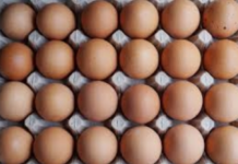 Bird flu outbreak drives up egg price to record high in US