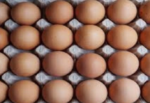 Egg prices soar to record levels in US as bird flu ravages laying flocks