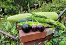 This is a Great Time to Start Gardening in New England: Why Not Begin with Indian Vegetables