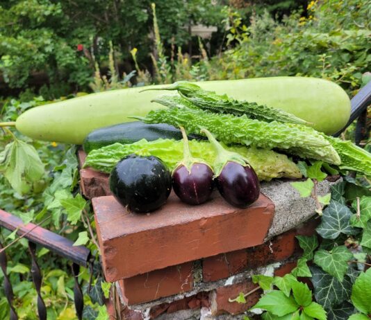 This is a Great Time to Start Gardening in New England: Why Not Begin with Indian Vegetables