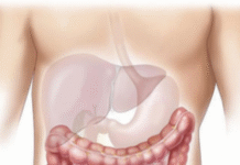 World Liver Day: Healthy Eating Can Cut Liver Disease Risk by 50%, Say Experts