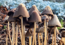Can Mushrooms Boost Health in Parkinson’s Patients? New Study Shows Promise