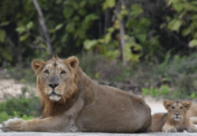 Asiatic Lion Census Underway Across 11 Gujarat Districts, Spanning 35,000 Sq Km