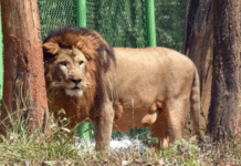 16th Census Confirms 891 Asiatic Lions Across 11 Districts in Gujarat