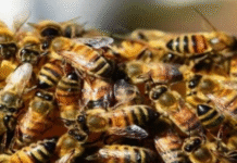 Elderly Man Killed, Several Injured in Bee Attack During Religious Ceremony in Madhya Pradesh