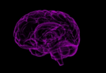 Study Links Early Menopause and Poor Heart Health to Decline in Brain Function