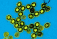 U.S. Launches ‘Generation Gold Standard’ Vaccine Platform to Target Pandemic-Prone Viruses