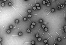 Hidden Virus Found in Pneumonia-Causing Bacteria Could Help Fight Drug-Resistant Infections: Study