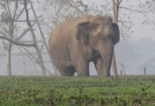 Tamil Nadu Boosts Patrols on Udumalpet-Munnar Road as Wild Elephant Sightings Increase