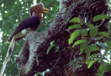 Over 500 Bird Species at Risk of Extinction Within 100 Years: Study