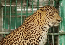 Leopard That Killed 4-Year-Old Girl in Valparai Captured by Tamil Nadu Forest Department
