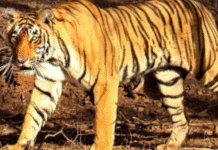 Tigress and Three Cubs Found Dead in Karnataka; Suspected Poisoning Prompts Government Probe