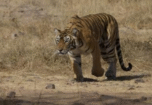 Karnataka Tigress and Four Cubs Found Dead, Two Detained as Investigation Points to Poisoning