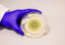 Researchers Transform Toxic Fungus into Promising Anti-Cancer Compound