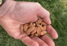 Daily Almond Intake May Help Combat Metabolic Syndrome, Study Finds