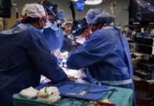 Breakthrough Study Maps How Pig Kidney Transplants Interact with Human Immune System, Identifies Early Rejection Markers