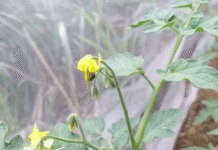 Honey from Native Stingless Bees May Offer New Weapon Against Antibiotic Resistance