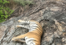 Death of Five Tigers: Three Arrested for Poisoning in Revenge Over Cow’s Killing