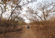 Gujarat Closes All Wildlife Sanctuaries to Tourists Until October 15 for Breeding Season