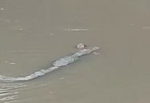 Crocodile Kills Woman Fetching Water in Madhya Pradesh River, Sparks Fresh Fears