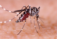 Dengue Fever Surge in U.S. States Signals ‘New Normal,’ Health Officials Warn