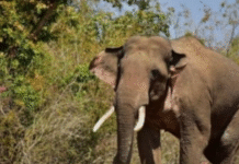 Tamil Nadu Farmers Frustrated Over Delay in Power Fence Regulations Amid Rising Human-Wildlife Conflict