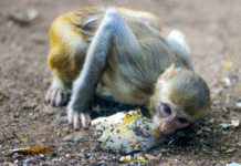 Karnataka: 20 Monkey Carcasses Found, Poisoning Suspected