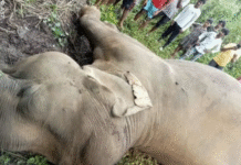 Spike in Elephant Deaths in Jharkhand’s Kolhan Division Raises Alarms