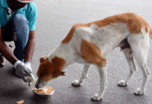 Bengaluru’s ‘Biryani for Stray Dogs’ Scheme Sparks Political Firestorm