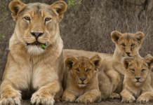 Gujarat’s Barda Wildlife Sanctuary Emerges as a Model for Asiatic Lion Conservation