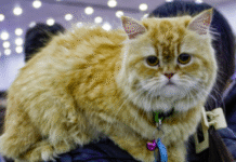 Cats Could Hold Clues to Treating Dementia, Alzheimer’s in Humans: Study