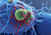 Enhanced Immunotherapy Drug Shows Strong Results Against Aggressive Cancers