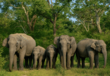 World Elephant Day: Coimbatore to Host Conservation, Conflict-Resolution Discussions