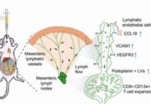 Indian Scientists Pioneer New Treatment Approach for Liver Cirrhosis Using Targeted Nanotherapy