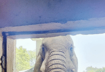 Probe Launched Into Death of Delhi Zoo’s Beloved African Elephant ‘Shankar’